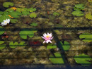 Ogród botaniczny_1