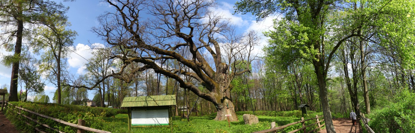 Dąb Bartek